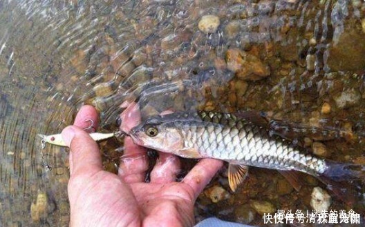 此鱼常被认错，实际身价比草鱼还高，如今1斤最少要100元，吃过吗