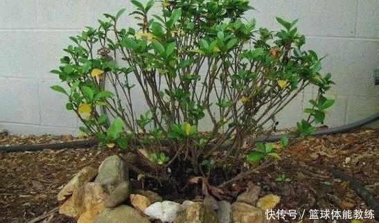 硫酸亚|栀子花盆里放点它，7天猛窜白根，叶片绿得发黑，开出层叠花朵！