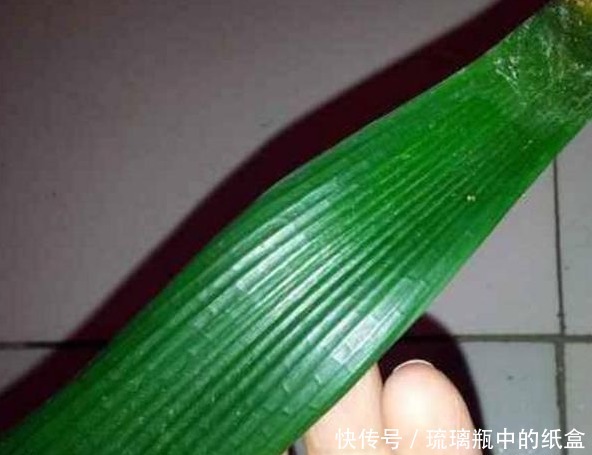 君子兰不花钱就能养仅用这“1妙招”，30天出一盆，赶紧看看！