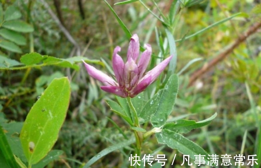 风湿|这野草全身通红,农民见了就拔,殊不知价值珍贵,能治老风湿