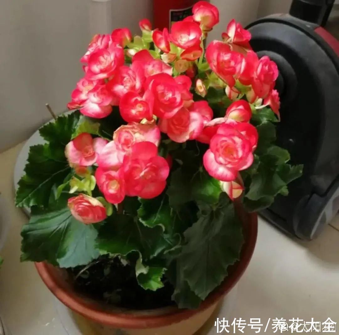 浇水|9种花,夏天休眠了,一定少浇水,否则越浇越死