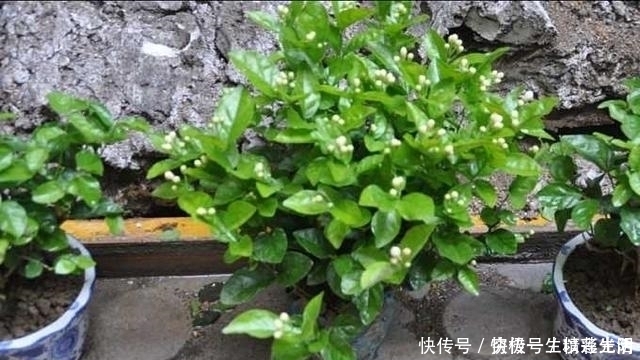 施肥|茉莉“浇水、施肥、晒太阳”小窍门,满头都是小花苞,喜人