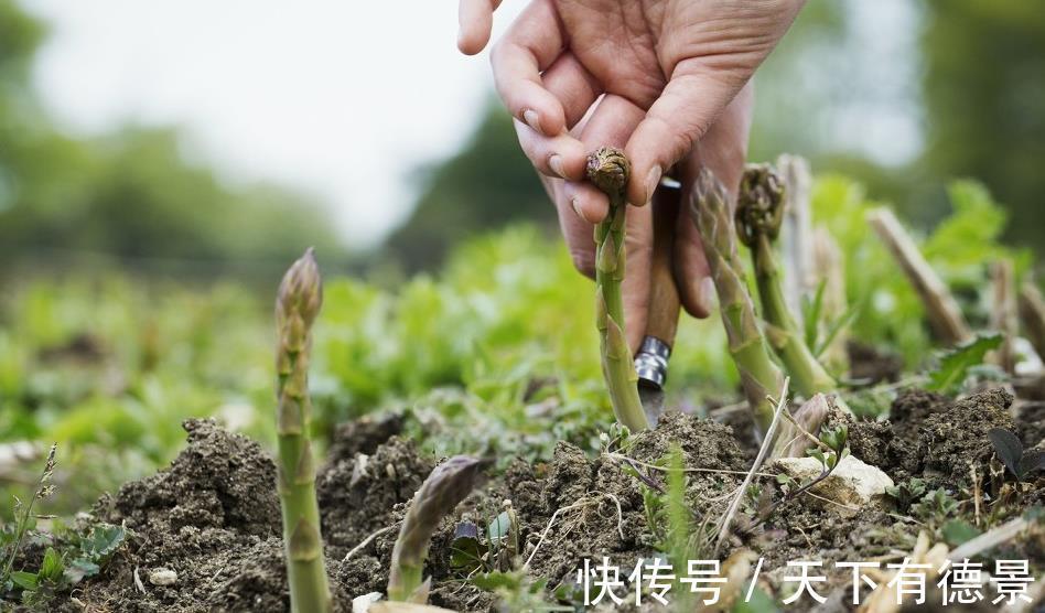 种植|芦笋是什么，吃都没吃过，怎么就成蔬菜之王了