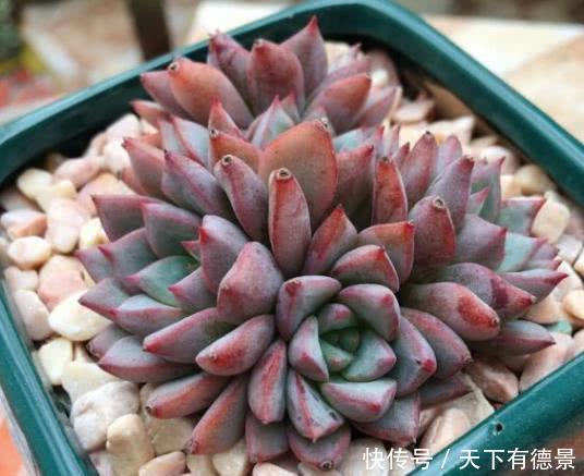 植株|多肉长出白色须根，应该如何解决？一起来看看老花农怎么做