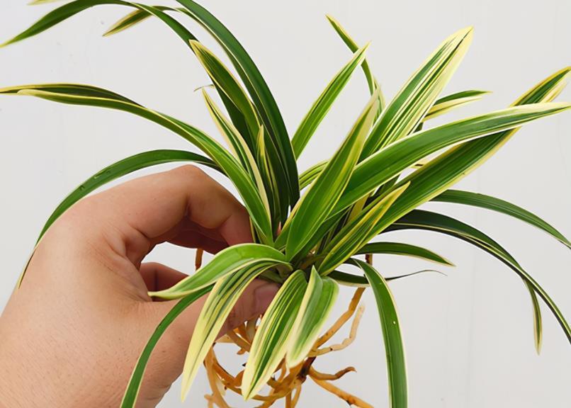 株芯|建兰“帝王妃”，花姿优雅，叶带金边，浓香型盆栽里的上上品