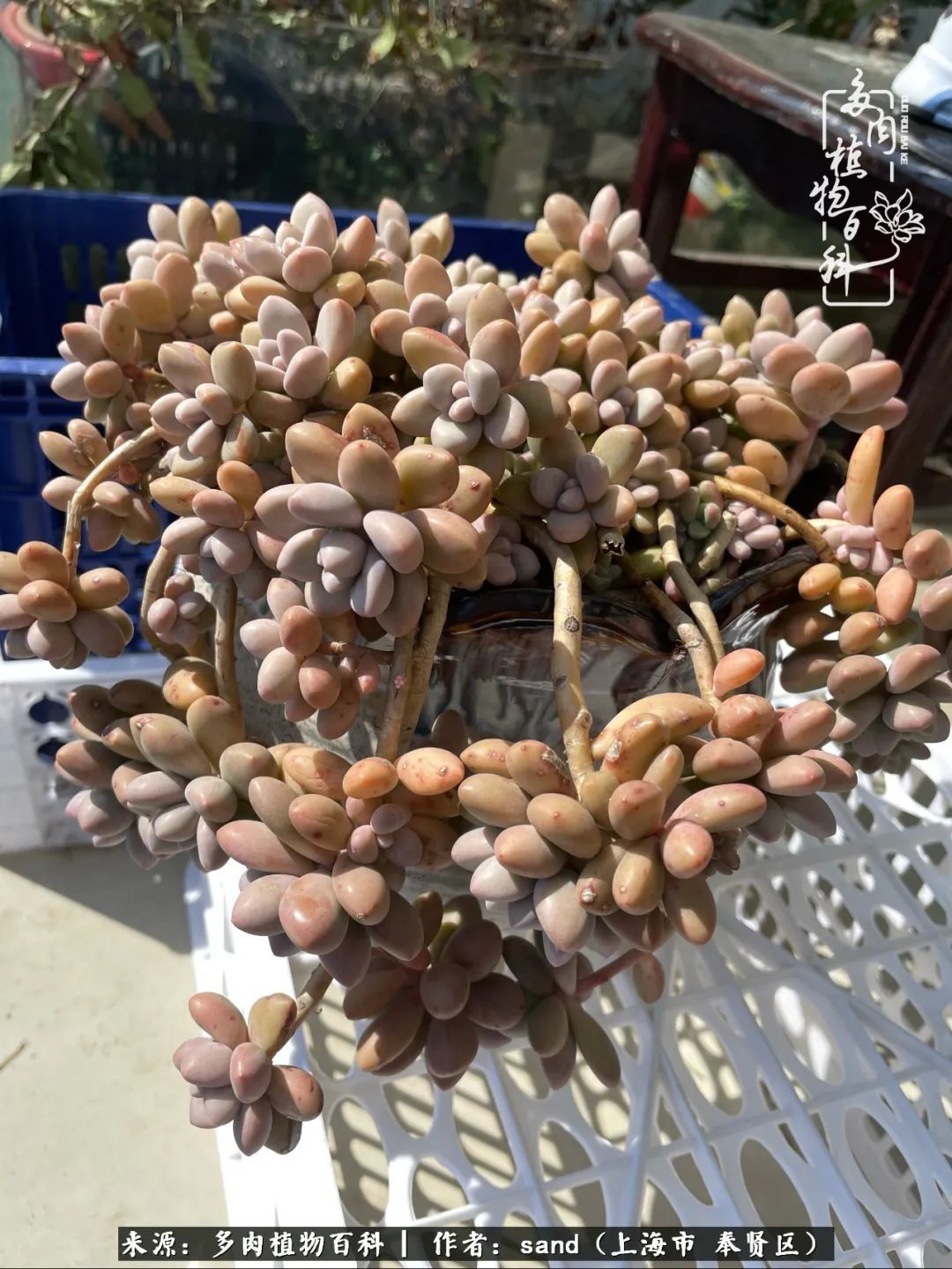 带着200多盆多肉,三个月搬两次家,是一种怎样的体验