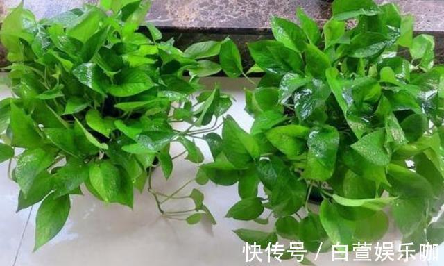 养分|天冷了,给绿萝补点“营养”,整个冬天叶子绿油油