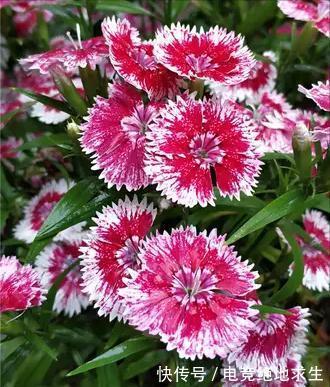 13种“漂亮花”,零下20度也冻不死它,大雪天依旧能开,又香又艳