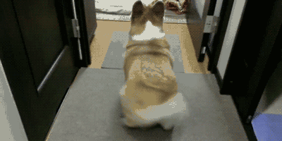 静脉|痔疮是人类的“专属疾病”,是人类直立行走的代价