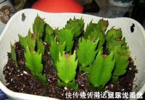 蟹爪兰|4种花现在扦插,枝条扔土里“生根快”,当年开花,变成养花大户