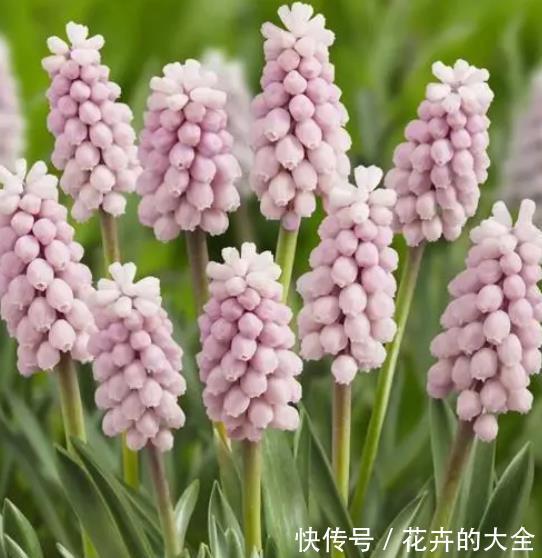 花园|秋冬就养3种花，观叶赏花美极了，轻松开出小花园，是盆栽佳品