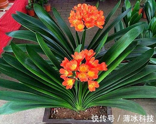 瓜子皮|什么花生壳、瓜子皮都不如“两种肥”,拿来养君子兰,叶绿花更旺