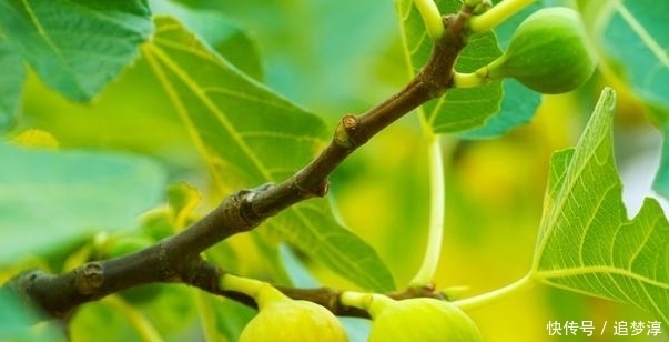 抗衰老|农村这果树叶子,美容养颜抗衰老,你吃过没?