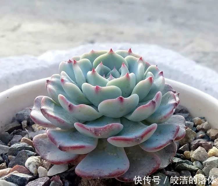 如莲似花,美好心情由你而始!