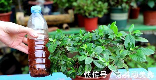 张大爷养花,用“2种水”轮流浇,没想到,1年养出漂亮“小花园”