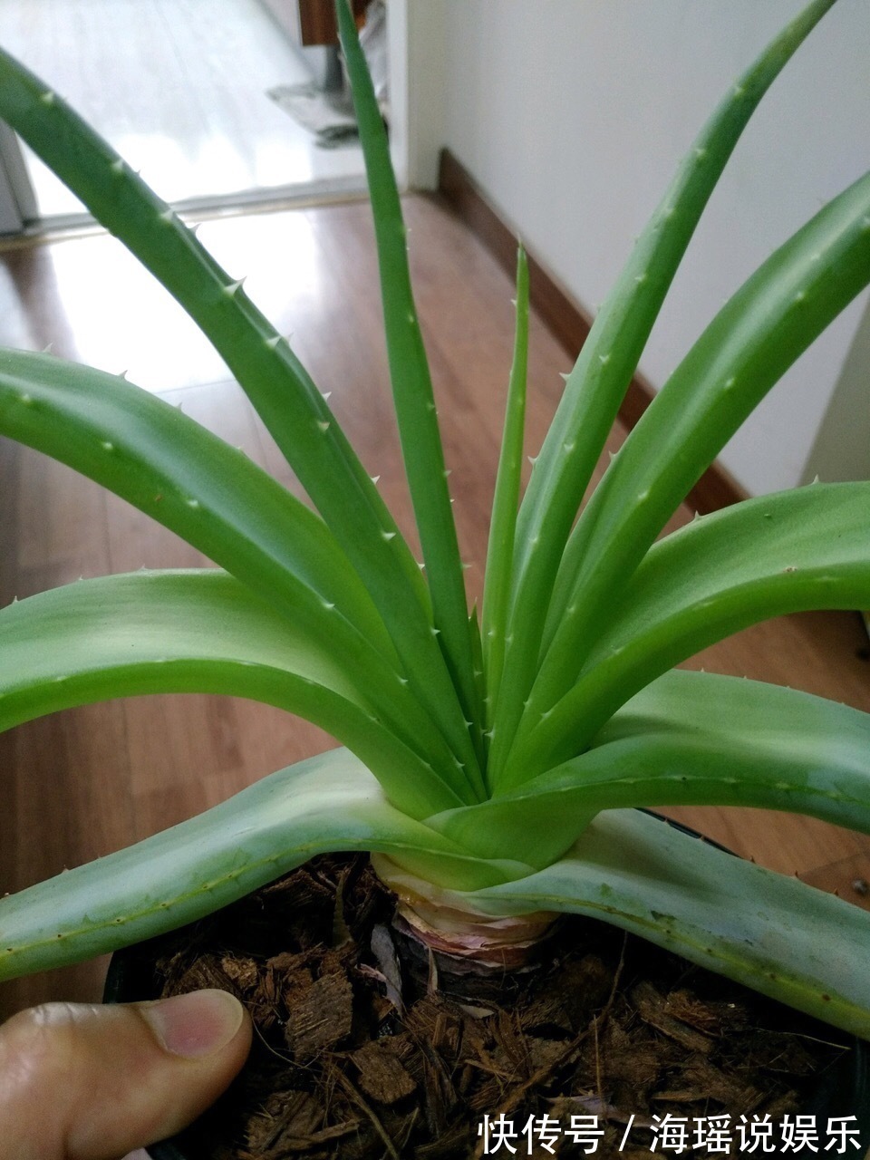 修剪|这花10块钱买一盆,养2年变老桩,叶子密、开花旺,每家都有