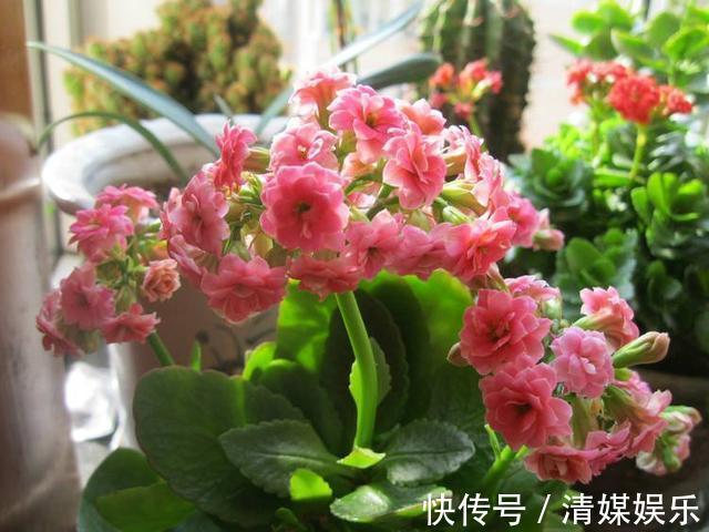 养长寿花,叶子开始发红,不精神,这2个“小动作”要注意!