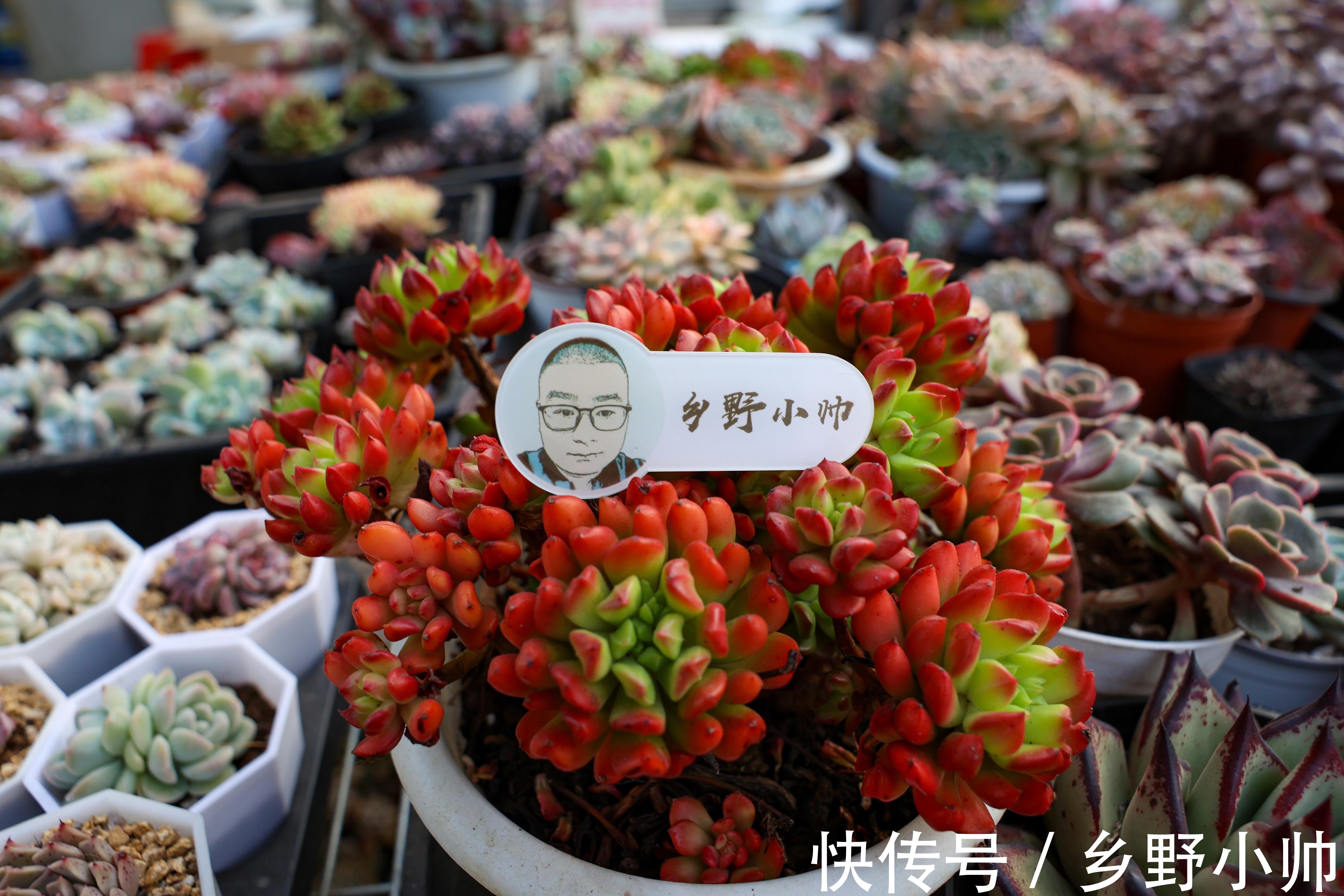 绮罗|全状态不输蒂亚,皮实好养,适合新手的小灯笼多肉,你养了吗?