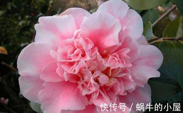 花期|盆栽茶花老是养不好，选择品种有技巧，试试以下经典的茶花品种