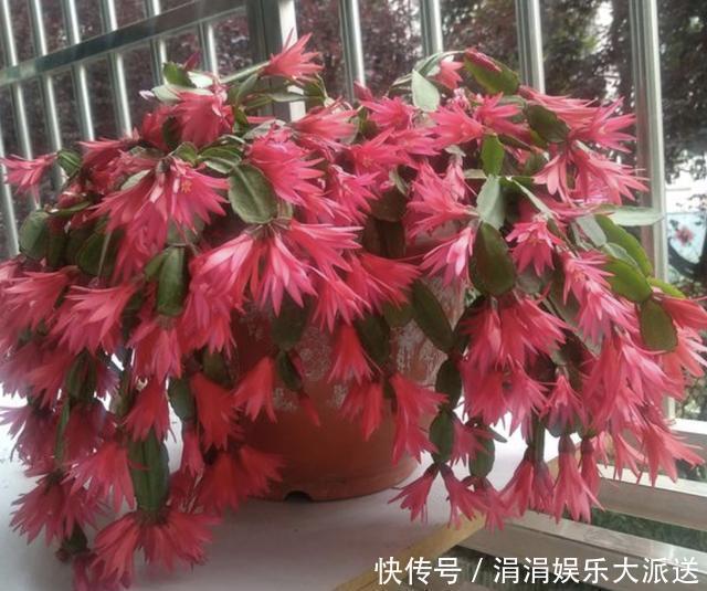 浇水|夏季温度高，养蟹爪兰“有技巧”，把“3件事”做好，长势快2倍！