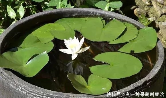 邻居捡破烂养花,全家都反对,栽上花后都笑了!