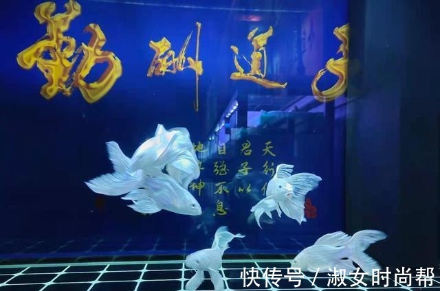 很多观赏鱼的鱼鳍、尾鳍，即使烂掉了也能再生长，没有什么问题！