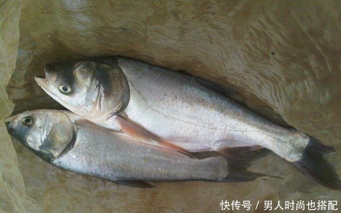 串钩|常见的四种鲢鱼钓法，有三种已经不让用了
