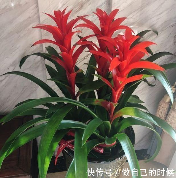 聪明人都养4种花,简单好养、开花多,不费事就能养好!