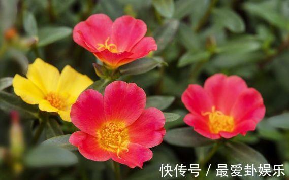 太阳花|从8月7日开始，家养此款花卉，高贵优雅，养花就养这几款