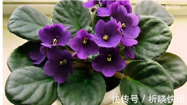 把以下叶子随手插土里，两周长出一盆少见的盆栽，花朵比叶子好看