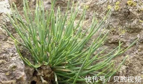 寒湿|湿气一除,百病皆无!一个5味药的方子,除寒湿祛邪风,疾病远离