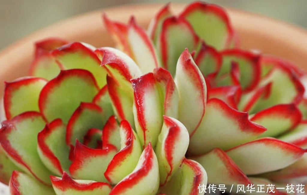 肉友们|多肉墨西哥灵隐,冬天这样养护更显花容月貌,比春秋露养还美