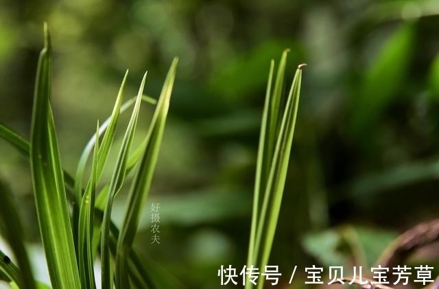 兰花喜酸还是喜碱?很多兰友虽明白,却都做错了