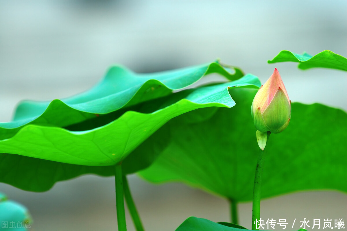  天涯|一诺倾城，一生天涯，谁的微雨落花里，半枕惆怅旧梦