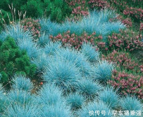 有钱人的庭院,现在流行“种草”了,4种“野草”你们见过吗!