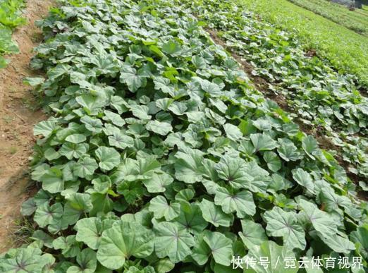 它是“蔬菜之王”,价值高,用处多!你见过吗?