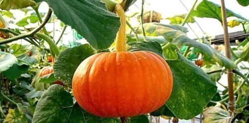 症状|得了胃炎，身体或许有5个症状，生活中养成这6个习惯，胃病不缠身