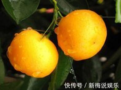 吊兰|这10种盆栽好看又好养，净化空气，但多数家庭都养了最后一种