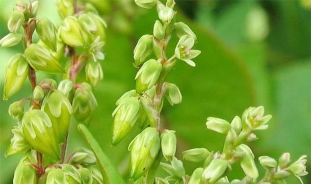 山药|糖尿病的“福音”，藏在身边的“天然胰岛素”，常吃血糖越来越稳