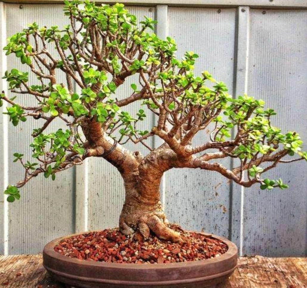 旺盛|养金枝玉叶盆景,要舍得修剪枝条,株型才能越来越美观