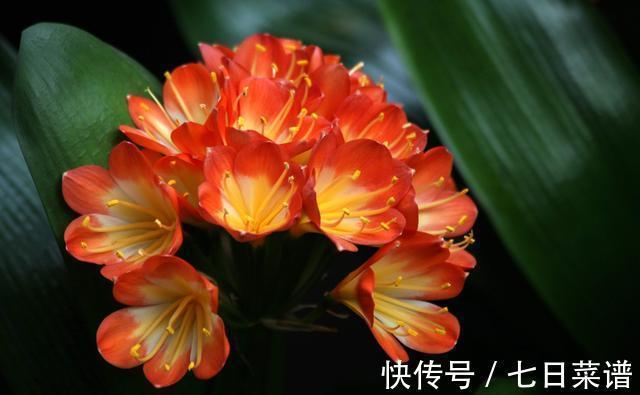 养君子兰不懂“浇水”,等于养不会养,浇前“摸摸土”,才更靠谱