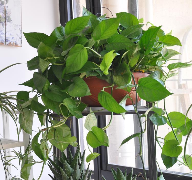 光照|5种“耐阴花”,养在北阳台上不见光,开花也很爆