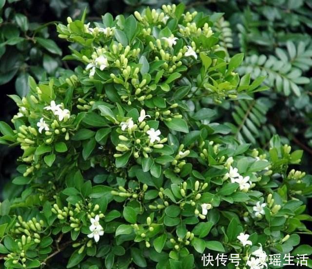 盆景|此花第一香,浇水就疯长,花开200天不落地,养不死
