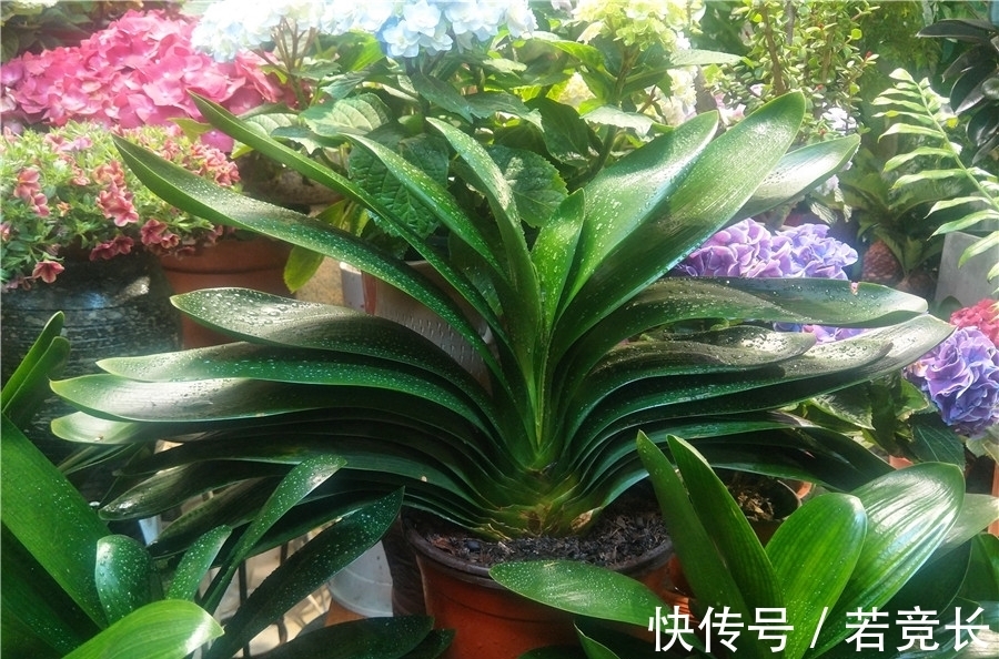 君子兰的叶片变薄、下垂,是什么原因?