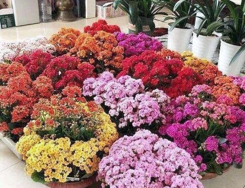 长寿花迟迟“不孕蕾”,打点催花剂,很管用,嗖嗖冒花苞