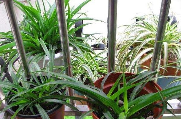 养吊兰、君子兰,盆里倒一点“汤”,比肥料都管用,养1盆爆1盆!