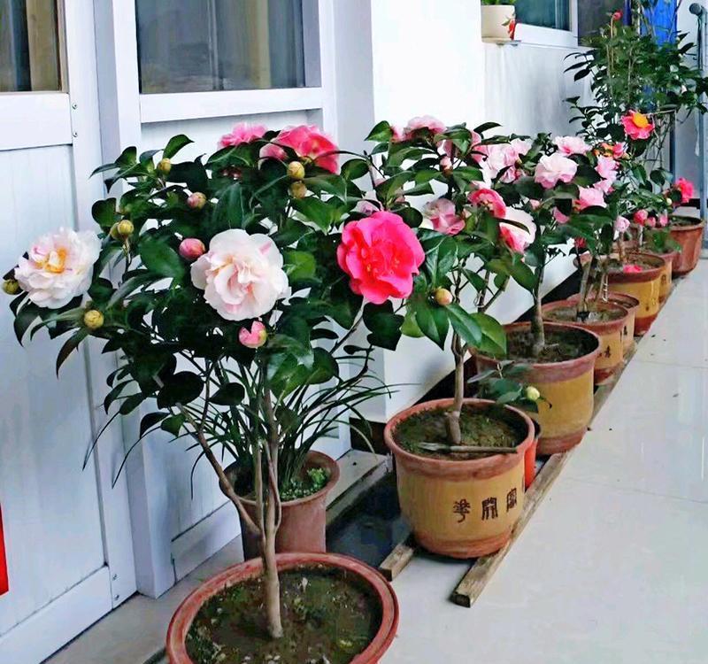 茶花|夏天养茶花,3件“要紧事”,花芽才接着长,憋出“一树”花骨朵