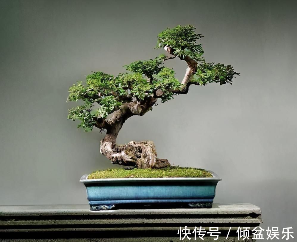 观赏性|4种农村常见的树墩子，修剪一番变成高价值盆景，观赏性极高