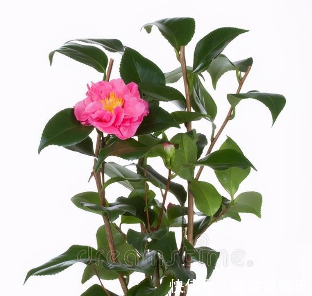 茶花|秋天养茶花,牢记四个“不”,花苞变大快,看着就开心