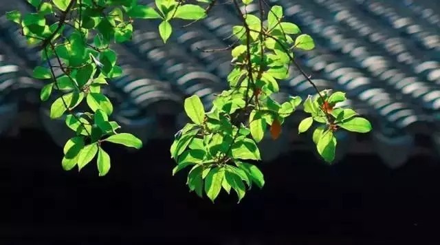 成就|王阳明训子家书,大智慧成就大人生